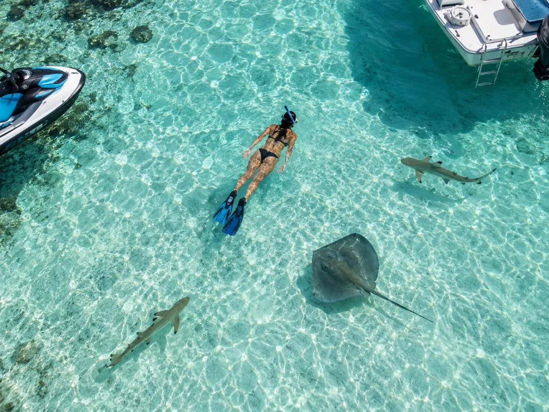 Jet-Ski, Mittagessen & Schnorchel-Safari mit Haien und Rochen