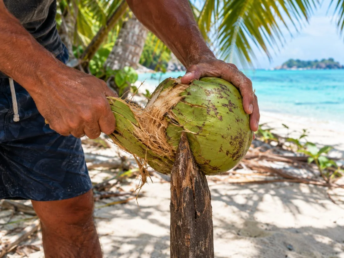 Hände, die eine grüne Kokosnuss an einem zugespitzten Stock aufschlagen, am Strand eines motu im Schatten von Palmen