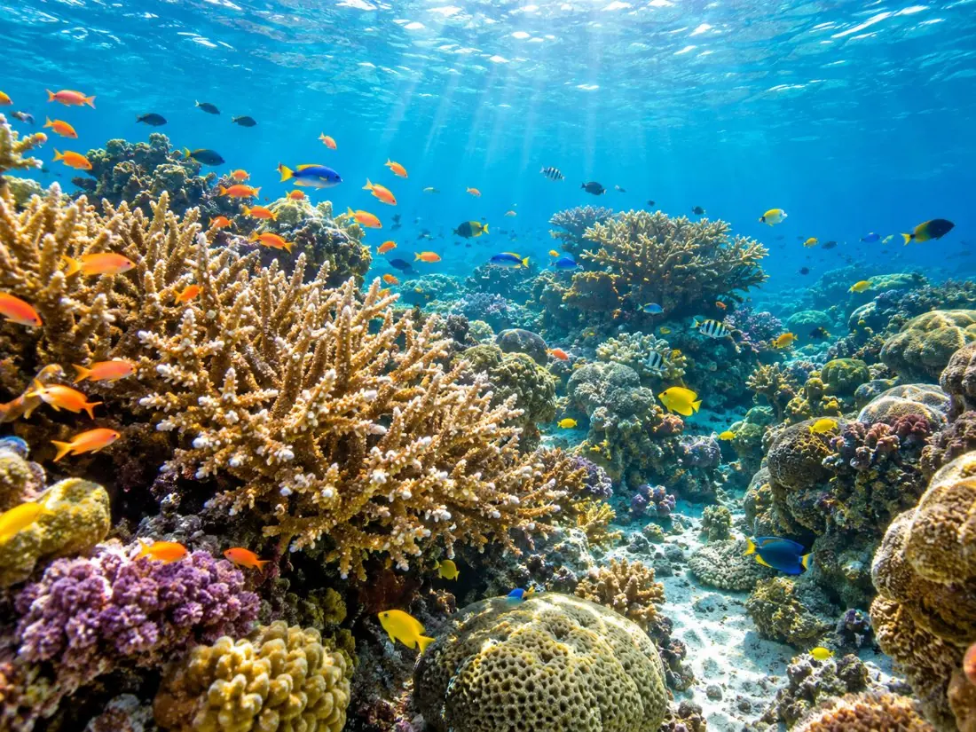 Ein Korallengarten mit kleinen tropischen Fischen im klaren Wasser in der Nähe des Riffs
